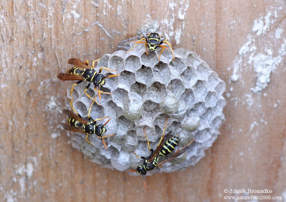 European Paper Wasp, Polistes dominula (Others, )